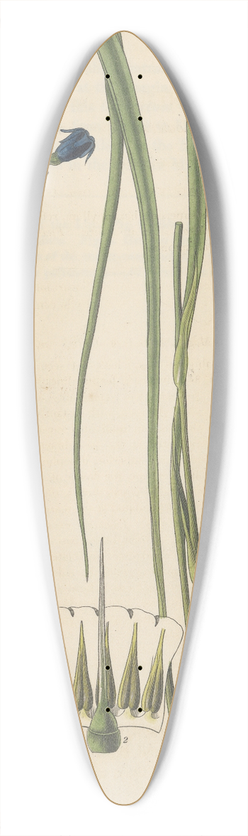 William Jackson Hooker - Conanthera campanulata 39.3 inch art pintail longboard deck