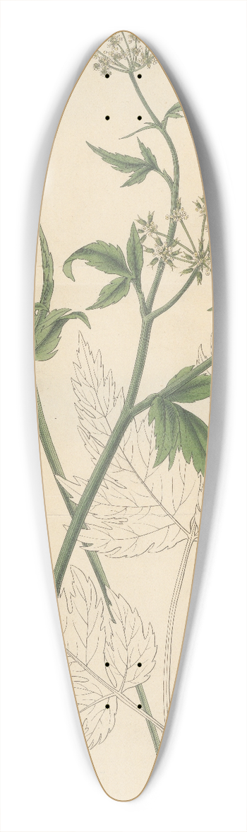 William Jackson Hooker - Conium Aracacha 39.3 inch art pintail longboard deck
