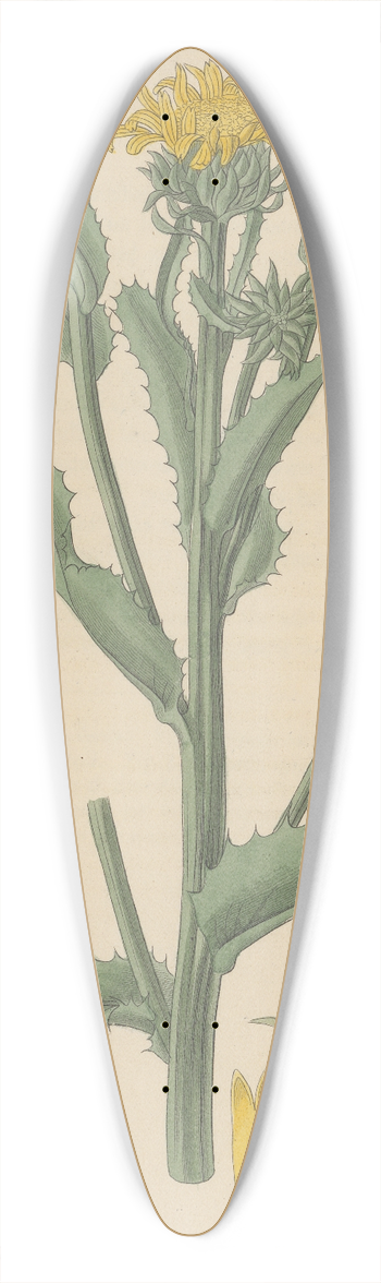 William Jackson Hooker - Donia ciliata 39.3 inch art pintail longboard deck