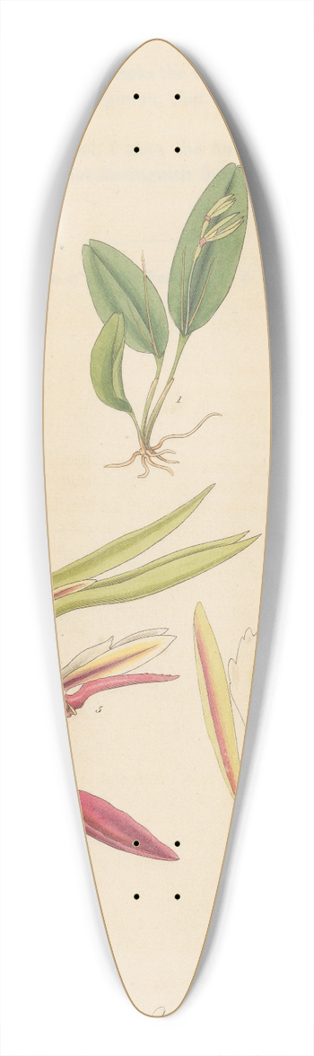 William Jackson Hooker - Epidendrum monophyllum 39.3 inch art pintail longboard deck