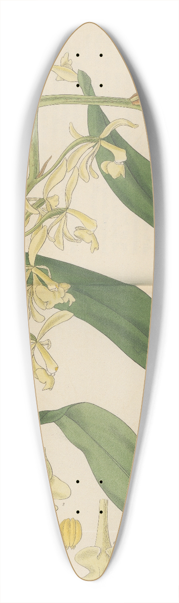 William Jackson Hooker - Epidendrum nutans 39.3 inch art pintail longboard deck