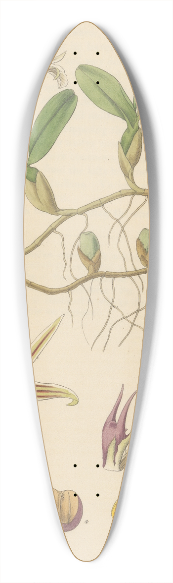William Jackson Hooker - Epidendrum polybulbon 39.3 inch art pintail longboard deck