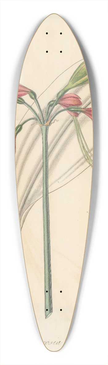William Jackson Hooker - Eucrosia bicolor 39.3 inch art pintail longboard deck