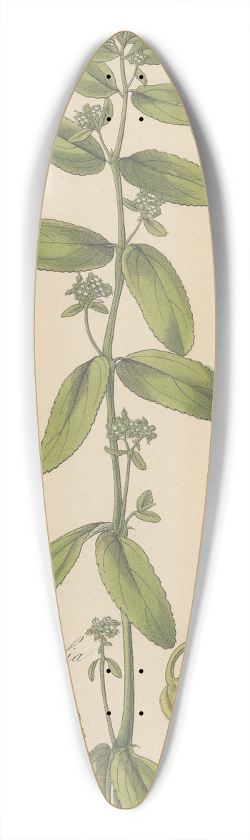 William Jackson Hooker - Euphorbia hypericifolia 39.3 inch art pintail longboard deck