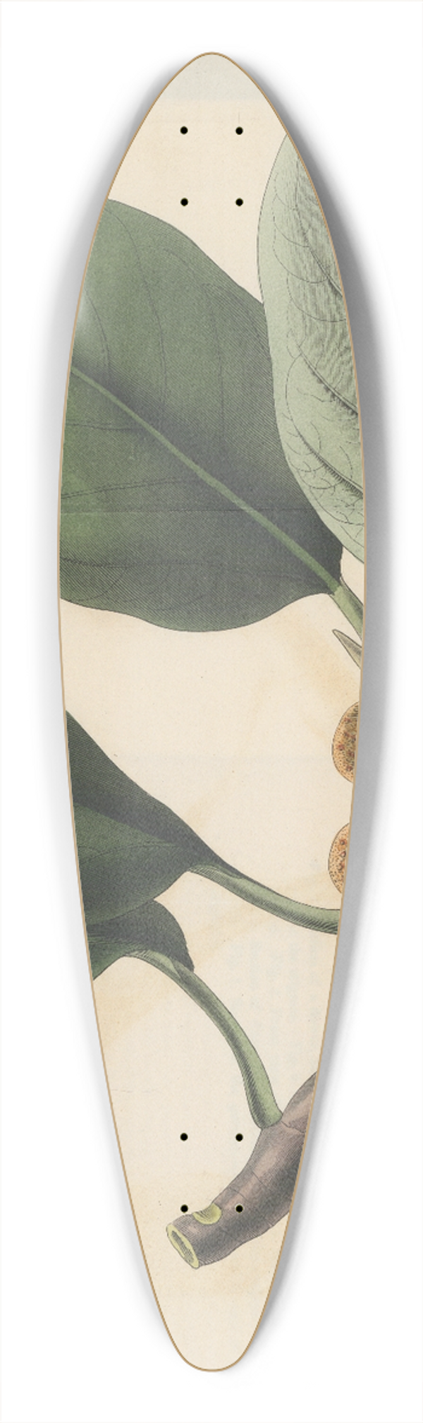 William Jackson Hooker - Ficus coriacea 39.3 inch art pintail longboard deck