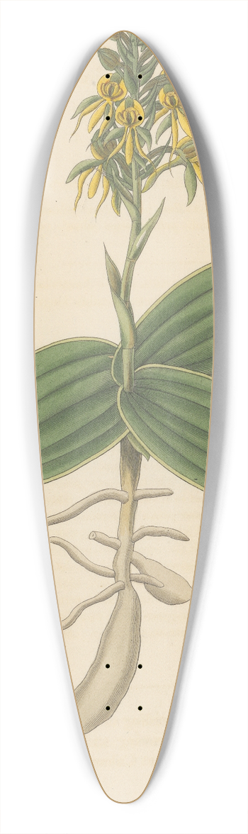 William Jackson Hooker - Habenaria marginata 39.3 inch art pintail longboard deck