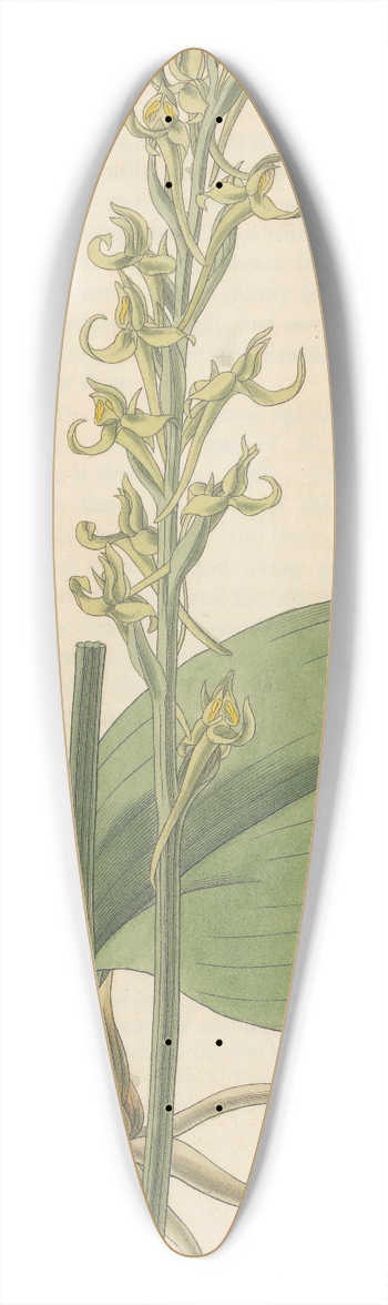 William Jackson Hooker - Habenaria orbiculata 39.3 inch art pintail longboard deck