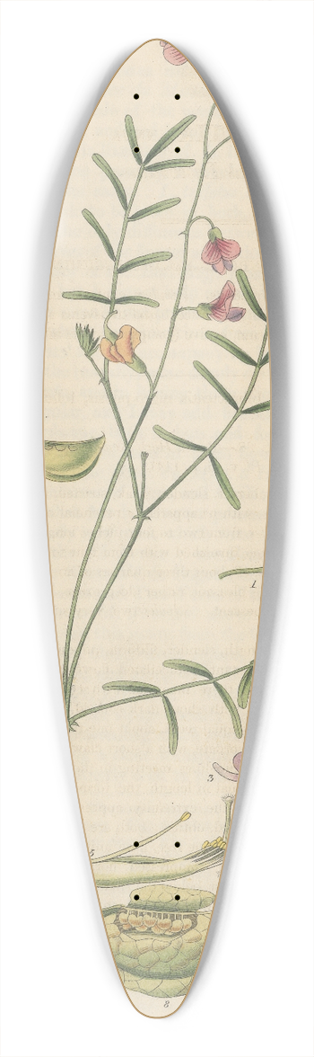 William Jackson Hooker - Lessertia annua 39.3 inch art pintail longboard deck
