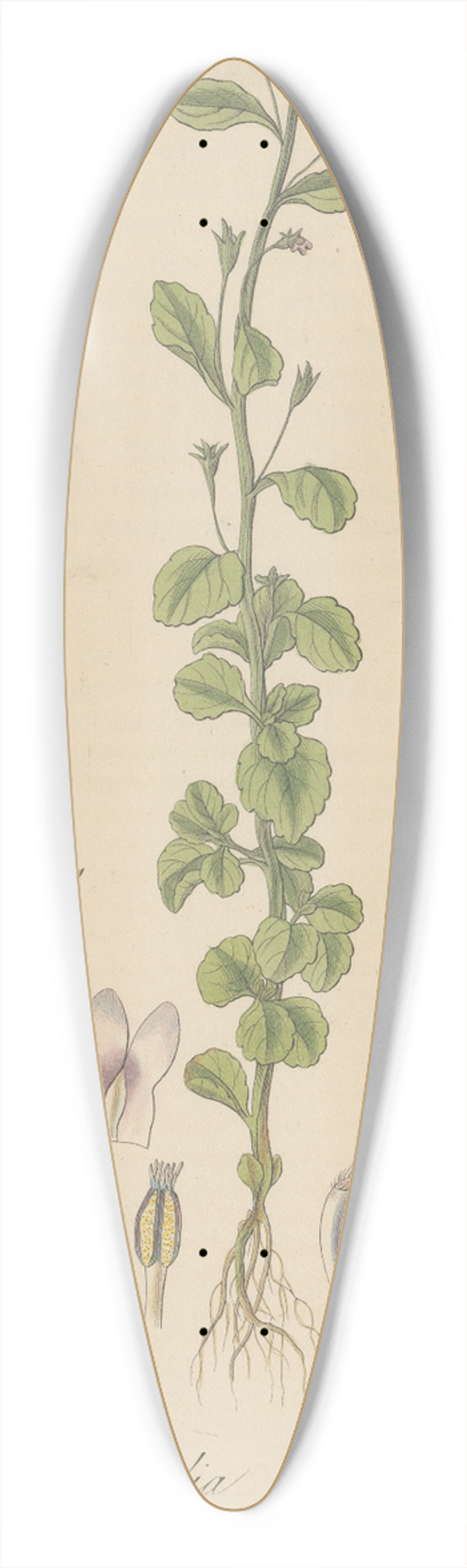 William Jackson Hooker - Lobelia micrantha 39.3 inch art pintail longboard deck