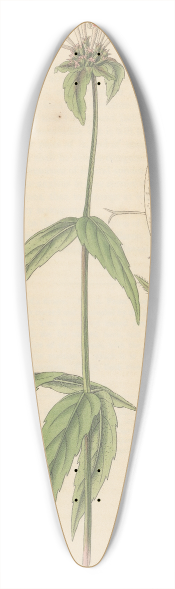 William Jackson Hooker - Monarda Russelliana 39.3 inch art pintail longboard deck