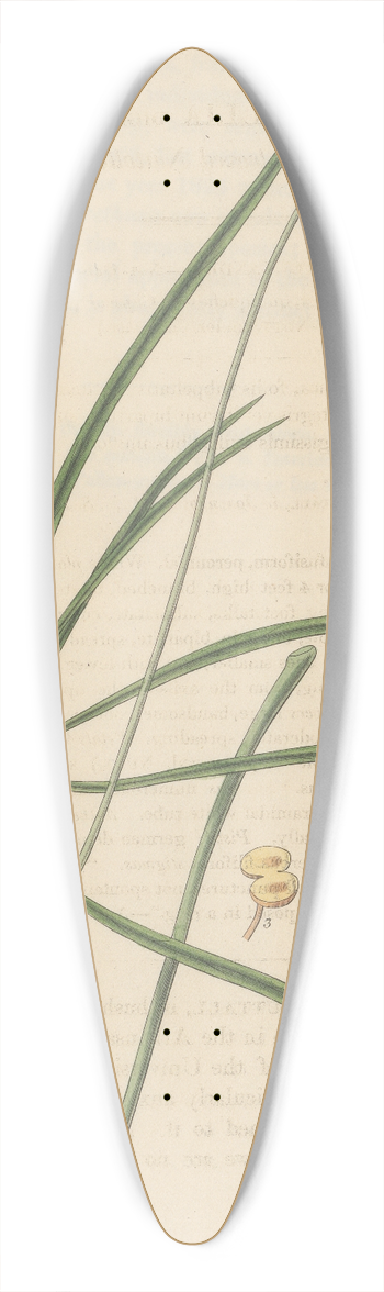 William Jackson Hooker - Nuttallia digitata 39.3 inch art pintail longboard deck