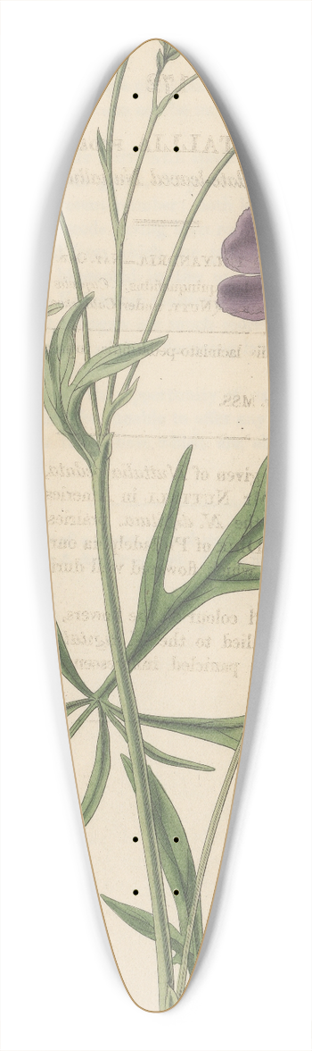 William Jackson Hooker - Nuttallia vepata 39.3 inch art pintail longboard deck