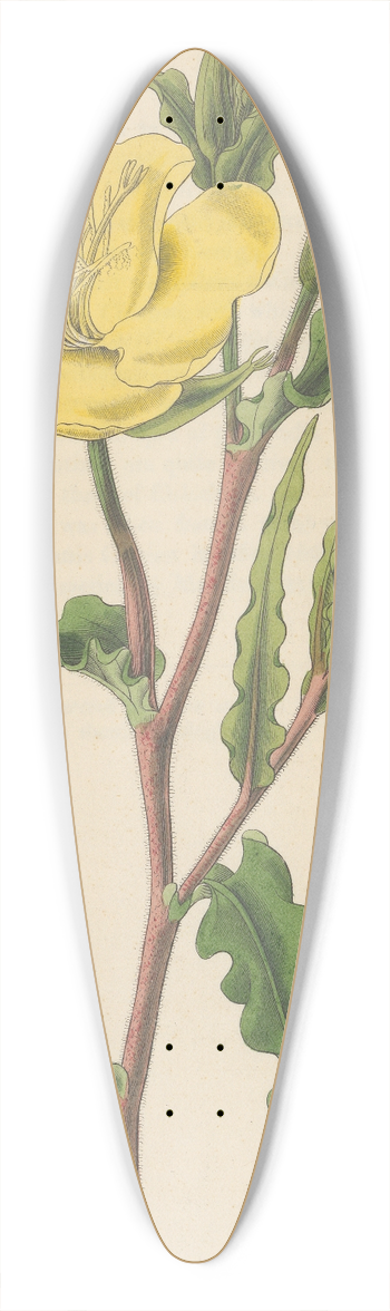 William Jackson Hooker - Oenothera odorata 39.3 inch art pintail longboard deck