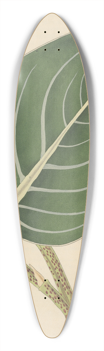 William Jackson Hooker - Peperomia maculosa 39.3 inch art pintail longboard deck