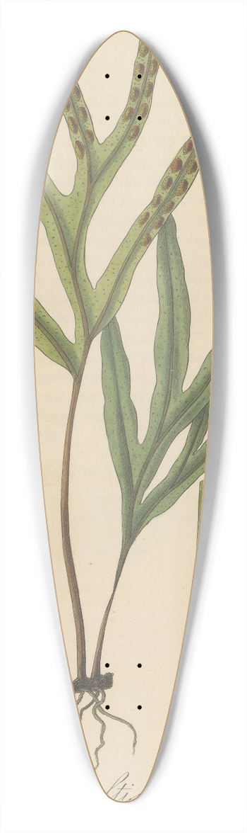 William Jackson Hooker - Pleopeltis angusta 39.3 inch art pintail longboard deck