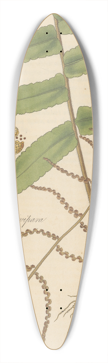 William Jackson Hooker - Polybotrya vivipara 39.3 inch art pintail longboard deck
