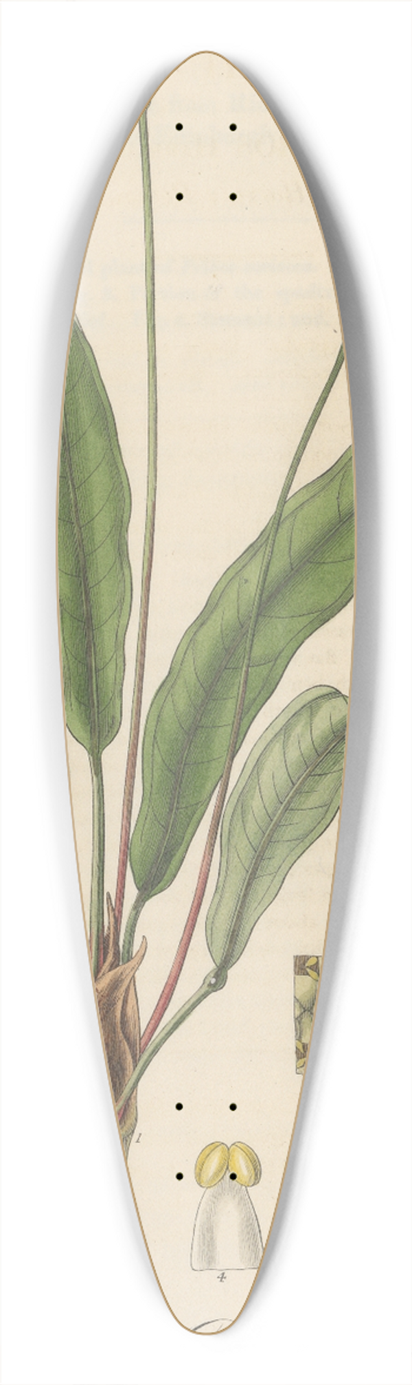 William Jackson Hooker - Pothos Harrisii 39.3 inch art pintail longboard deck