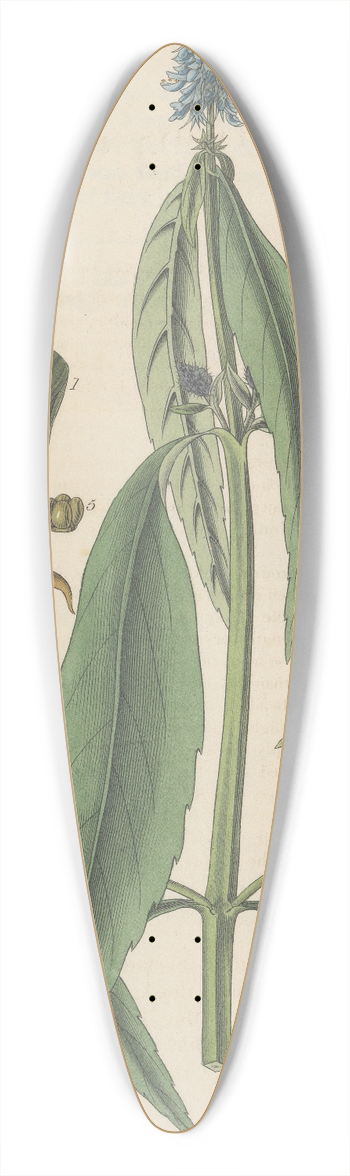 William Jackson Hooker - Pycnostachys coerulea 39.3 inch art pintail longboard deck