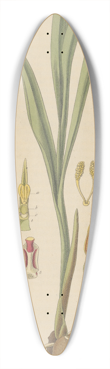 William Jackson Hooker - Serapias Lingua 39.3 inch art pintail longboard deck