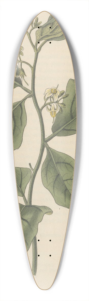 William Jackson Hooker - Solanum Anguivi 39.3 inch art pintail longboard deck