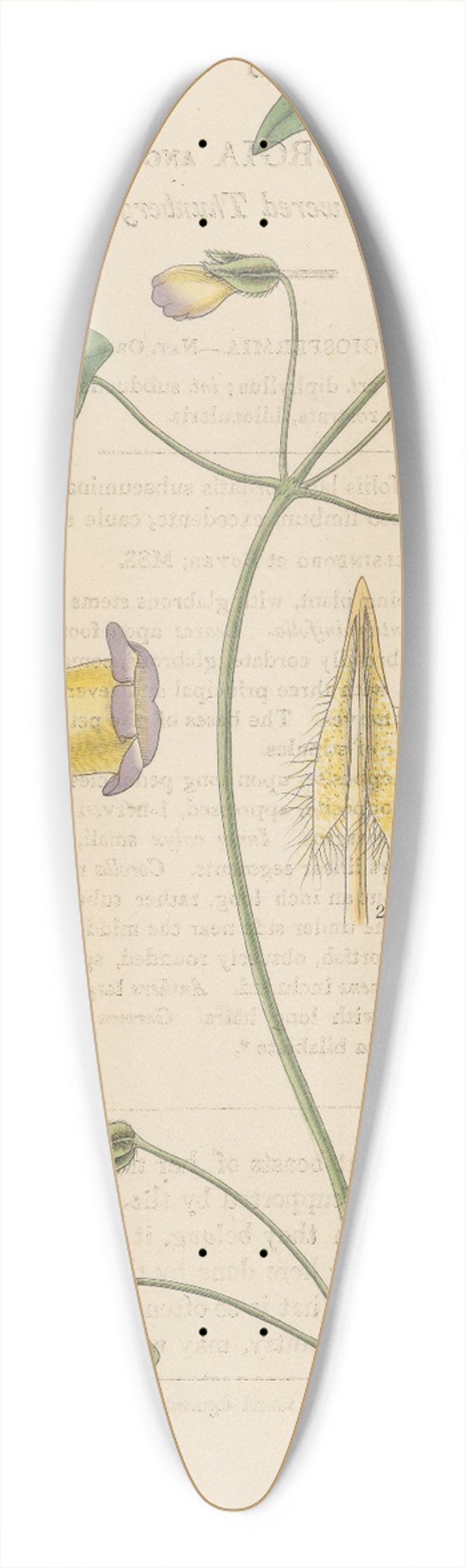 William Jackson Hooker - Thunbergia angulata 39.3 inch art pintail longboard deck