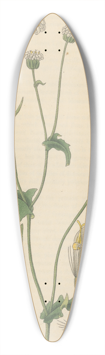 William Jackson Hooker - Trixis senecioides 39.3 inch art pintail longboard deck