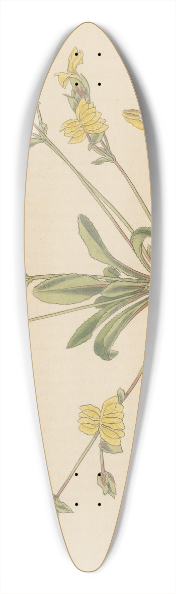 William Jackson Hooker - Velleia lyrata 39.3 inch art pintail longboard deck