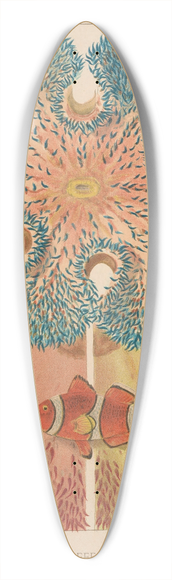 William Saville-Kent - Barrier Reef Anemones 39.3 inch art pintail longboard deck