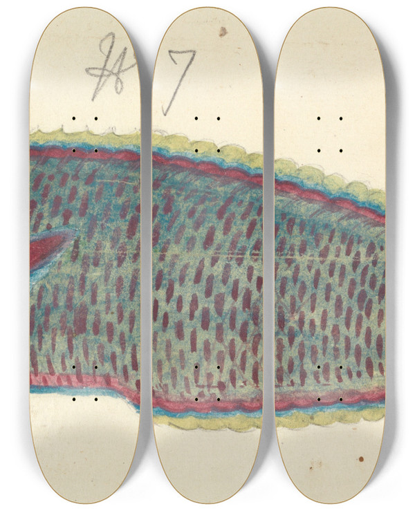 Triptych art skateboard deck of Luigi Balugani A Fish_4 by Luigi Balugani (1737-1770)