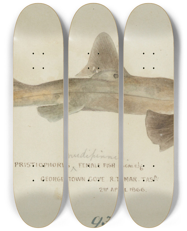 Triptych art skateboard deck of Frank Edward Clarke Pristiophorus Nudipinnis Tas by Frank Edward Clarke (1849-1899)