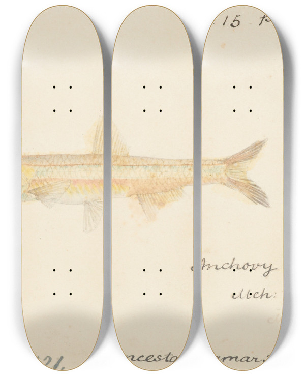 Triptych art skateboard deck of Frank Edward Clarke Engraulis Australis Tas Anchovy by Frank Edward Clarke (1849-1899)