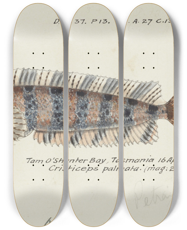 Triptych art skateboard deck of Frank Edward Clarke Possibly Heteroclinus Sp Tas Weedfish by Frank Edward Clarke (1849-1899)
