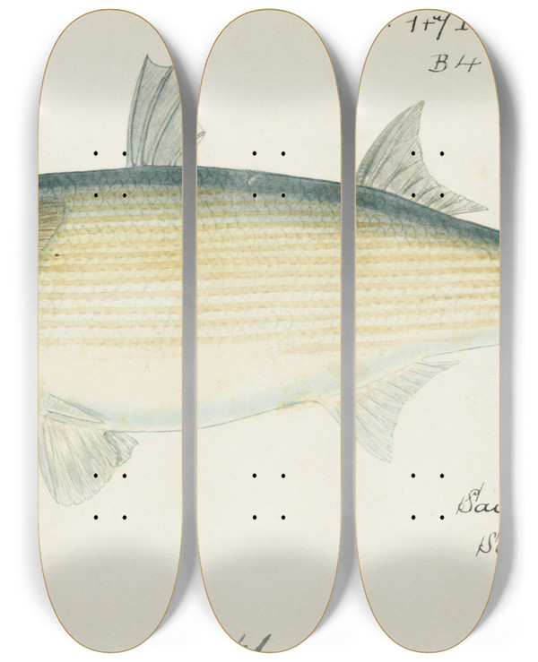 Triptych art skateboard deck of Frank Edward Clarke Myxus Elongatus Tas Sand Mullet by Frank Edward Clarke (1849-1899)