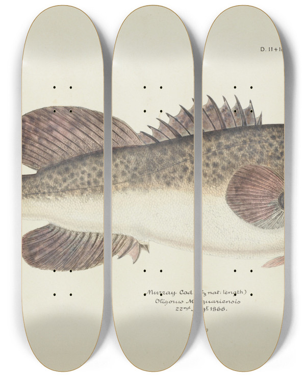 Triptych art skateboard deck of Frank Edward Clarke Maccullochella Sp Tas by Frank Edward Clarke (1849-1899)