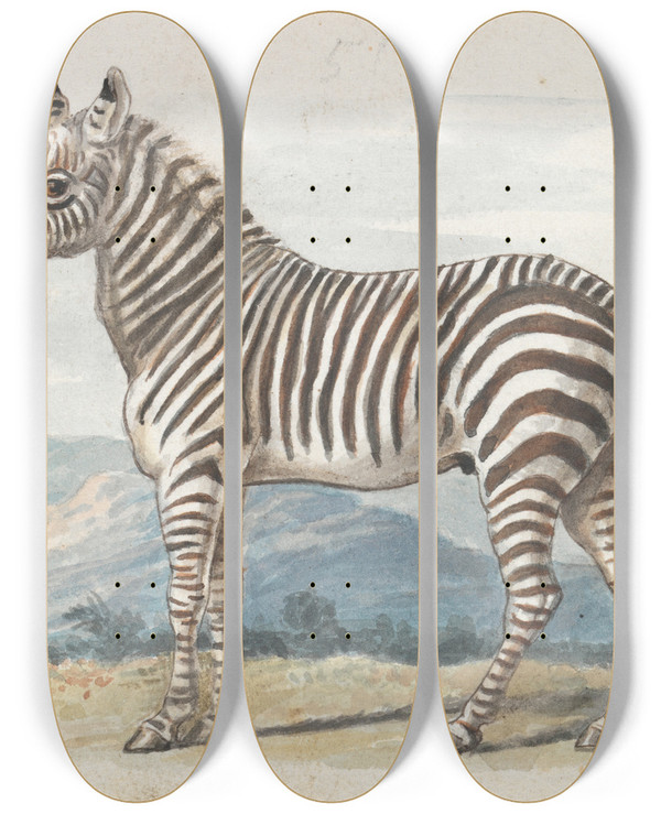 Triptych art skateboard deck of Charles Hamilton Smith The Zebra by Charles Hamilton Smith (1776-1859)