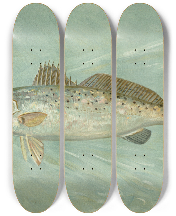Triptych art skateboard deck of John L Petrie The Spotted Sea Trout Cynoscion Maculatum by John L Petrie (19-)