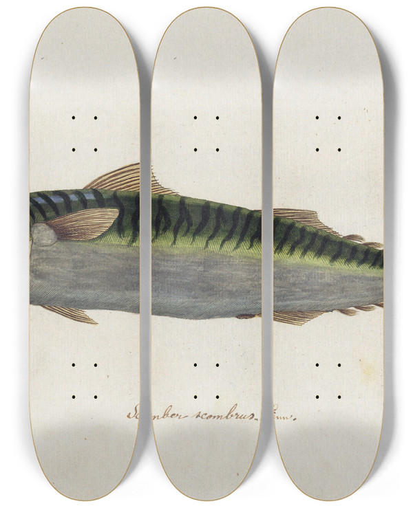 Triptych art skateboard deck of Peder Ascanius Icones Rerum Naturalium Ou Figures Enlumines Dhistoire Naturelle Du Nord Pl03 by Peder Ascanius (1723-1803)