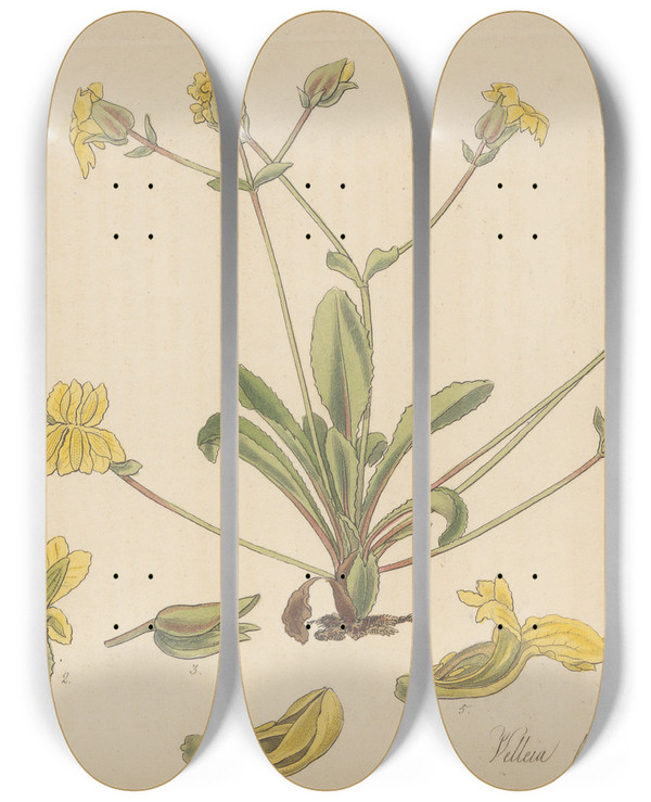Triptych art skateboard deck of William Jackson Hooker Velleia Lyrata by William Jackson Hooker (1785-1865)