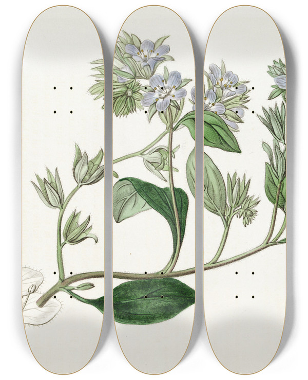 Triptych art skateboard deck of Sydenham Edwards Straggling Eutoca by Sydenham Edwards (1768-1819)
