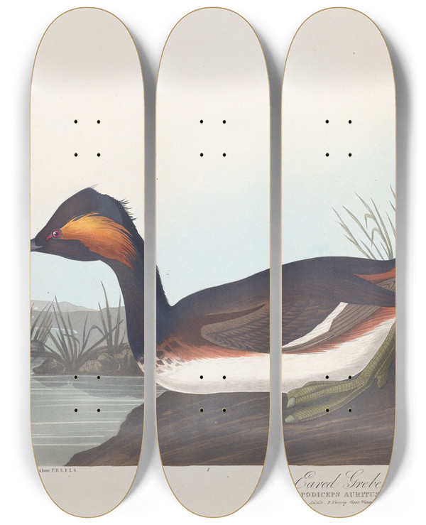 Triptych art skateboard deck of John James Audubon Eared Grebe by John James Audubon (1785-1851)