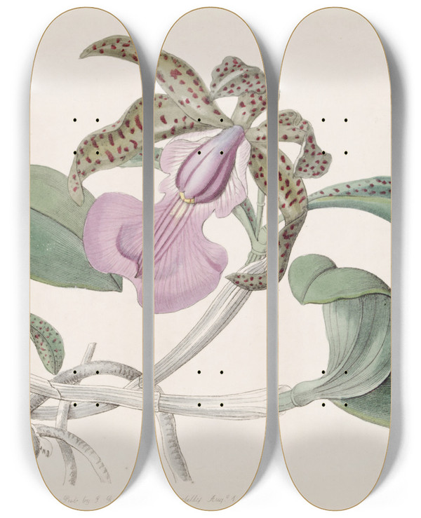 Triptych art skateboard deck of Sydenham Edwards Lady Aclands Cattleya by Sydenham Edwards (1768-1819)