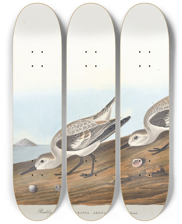 Triptych art skateboard deck of John James Audubon Ruddy Plover by John James Audubon (1785-1851)