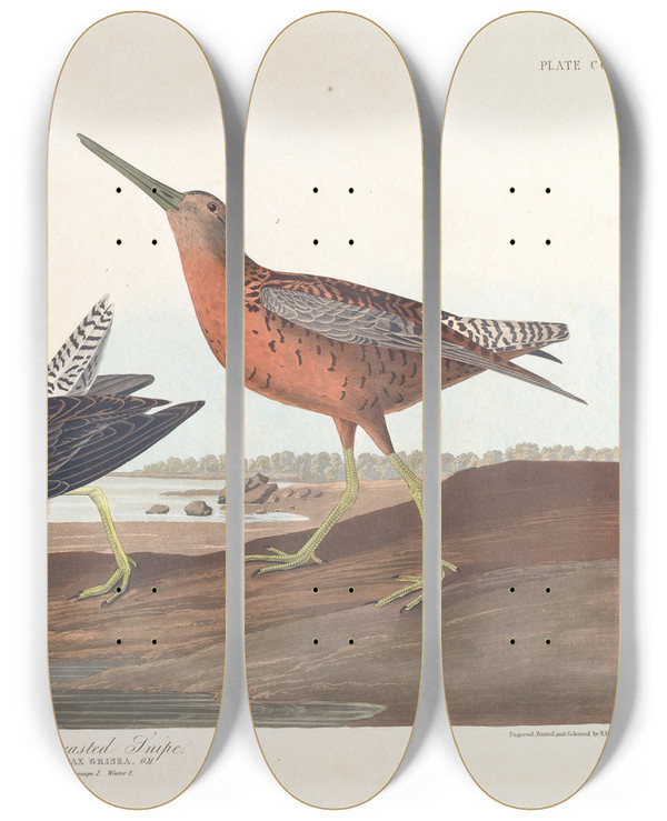 Triptych art skateboard deck of John James Audubon Redbreasted Snipe by John James Audubon (1785-1851)