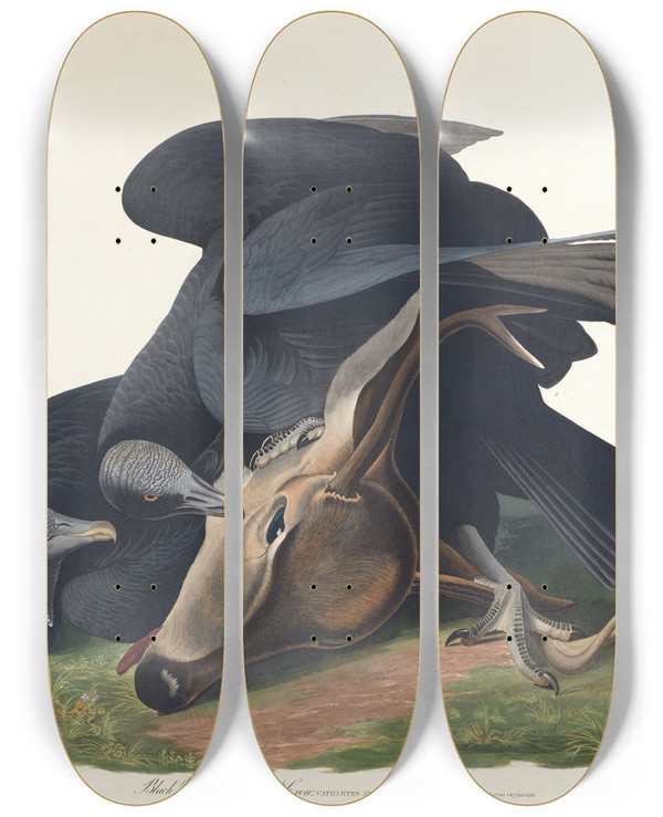 Triptych art skateboard deck of John James Audubon Black Vulture Or Common Crow by John James Audubon (1785-1851)