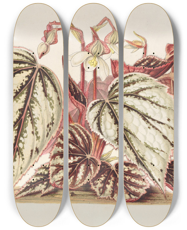 Triptych art skateboard deck of Charles Antoine Lemaire Begonia Eximia by Charles Antoine Lemaire (1800-1871)