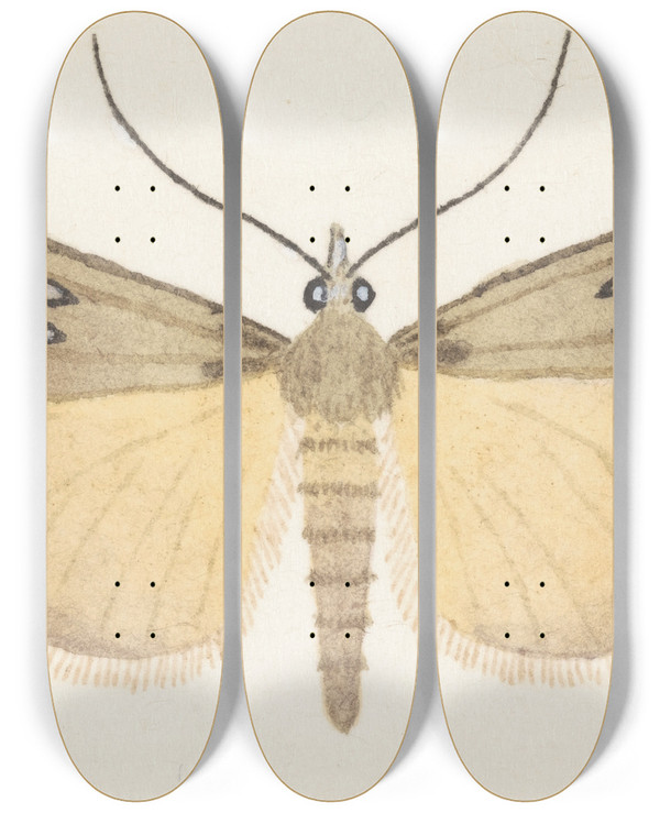 Triptych art skateboard deck of George Hudson Entomology Watercolour Pl076 by George Hudson (1867-1946)