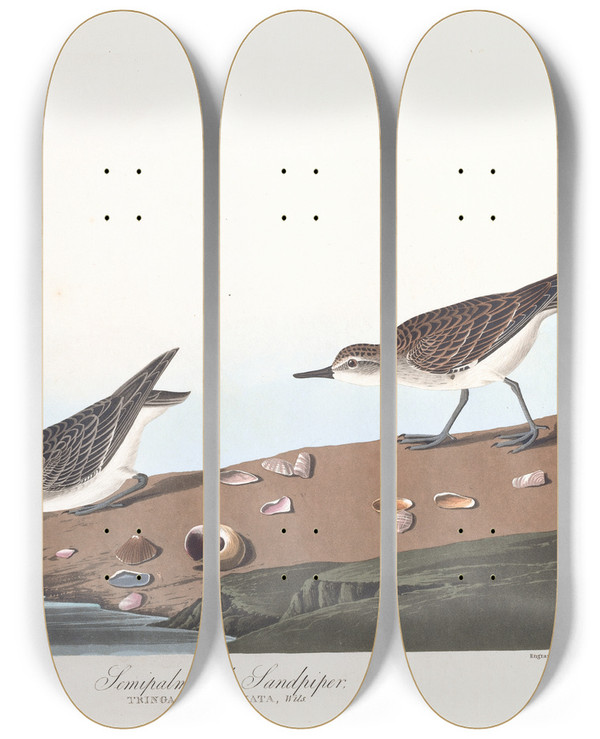 Triptych art skateboard deck of John James Audubon Semipalmated Sandpiper by John James Audubon (1785-1851)