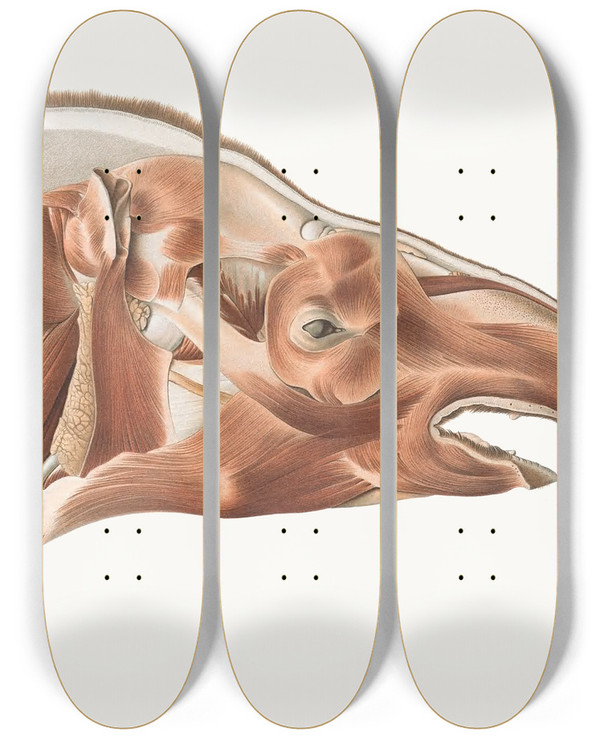 Triptych art skateboard deck of Johan Erik Vesti Boas Superficial Facial Muscles Of A Tapir by Johan Erik Vesti Boas (1855-1935)
