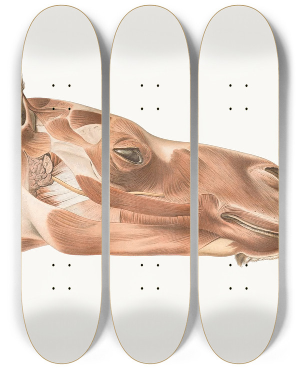 Triptych art skateboard deck of Johan Erik Vesti Boas Superficial Facial Muscles Of Dromedary by Johan Erik Vesti Boas (1855-1935)
