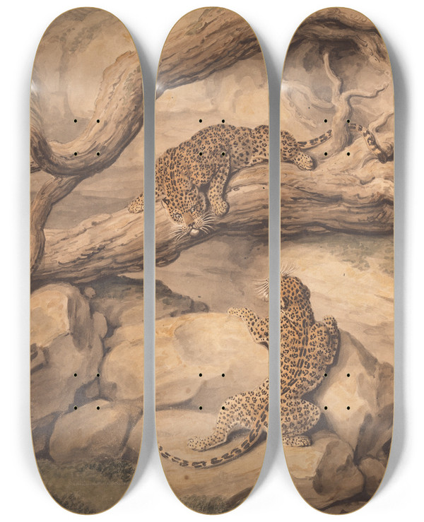 Triptych art skateboard deck of Samuel Howitt Leopards At Play Among Fallen Trees And Rocks by Samuel Howitt (1756-1822)